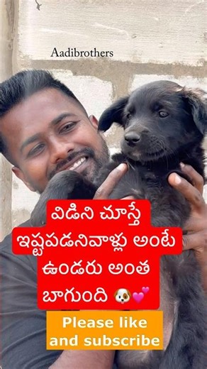 🦧🐶బంటీకిపేలుపడ్డాయి |please subscribe |savestreetdogs |#viral #trending #savestreetdogs #cutedog