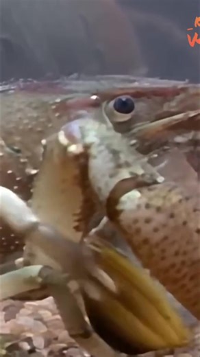 5.4K views · 51 reactions | The crayfish, resembling a miniature lobster, uses its forceps (large claws) as weapons for offense and defense. They also serve as tools to seize prey. Once caught, prey moves to the first two pairs of legs, which pry open mussels, transferring food to the mouth. #crayfish #forceps #claws #defense #prey #mussels | Real Wild | Facebook