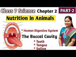 Nutrition in Animals | NCERT Science Class 7 Chapter 2 Nutrition in Animals | Part 2 #class7science