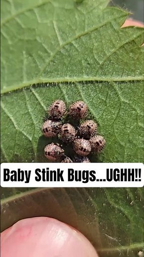 Sticky Solution to Remove Stink Bug Eggs and Squash Bug Eggs from Plant Leaves!