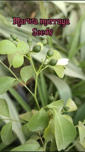 marwa murraya seeds harvesting #shortsvideo #bloomwithsi