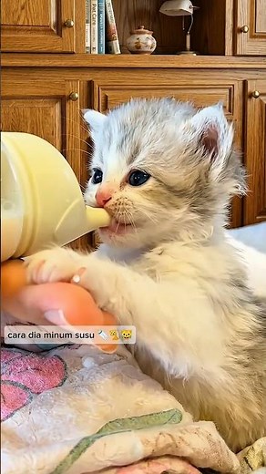 cara dia minum susu🍼🐈🐱 #anakkucing