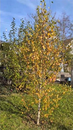 Silver birch seedling: 4th season || Late autumn