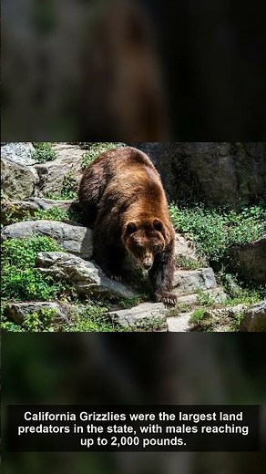 🦌 California Grizzly Bear — Amazing Facts | The Wild America | California