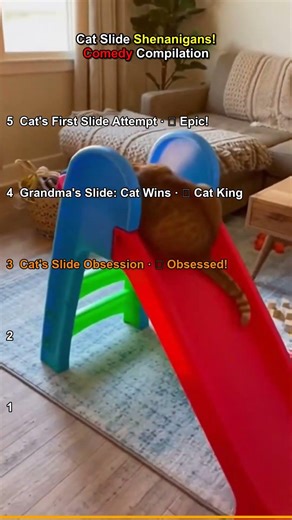 Hilarious Cats on Slides! You Won't Stop Laughing!