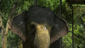 An Indian sacred painted elephant of Shiva poses against the backdrop of the jungle in Kerala. 4k footage.
