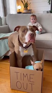 3.8K views · 74 reactions | Pitbull to the Rescue: Chihuahua Gets a Timeout!  #PitbullRescue #TimeoutBox #DogIntervention #FunnyDogs #ChihuahuaTimeOut #PitbullHumor #BabyAndDogs #DogHero #FunnyReels #AdorableMoment #ViralVideo #DogPranks #PetHumor #DogLife #FamilyFun #ViralContent #babygiggles | Baby & Giggles | Facebook
