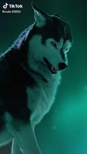Alpha Wolf|Tiktok|| #shorts