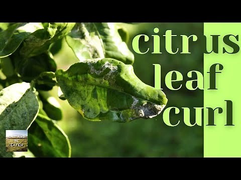 Citrus Tree Diseases: LEAF CURL Treatment