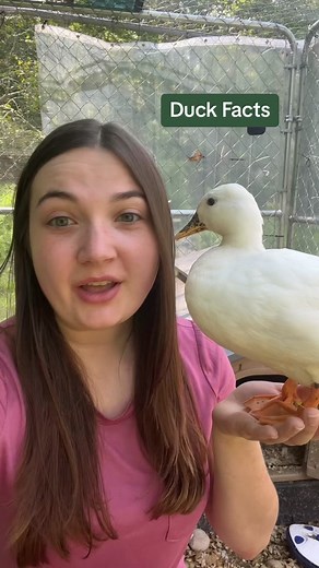 Discover Fun and True Duck Facts! 🦆