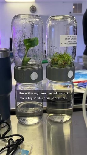Did you know you can plant tissue culture in liquid media? Thats right, without the use of any gelling agents like Agar or Gellan Gum! Using the BioCoupler™️ your tissue culture process just got easier. The BioCoupler™️ is a temporary immersion bioreactor. Simply use the same protocols but without the addition of yoir gelling agent. Your plant material must only be on one side and stay on the dry side. Rotate your BioCouplers for one Minute daily and thats it, watch your plants multiply everywhe