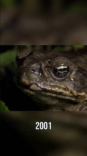 Toxic Cane Toads Devastate Northern Quoll Survival | Outback Rangers