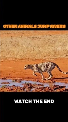 Other animals vs Puma incredible jump 🏆👑 #animals #wildlife #shorts