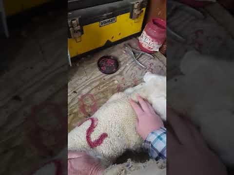 Marking and branding lambs and sheep