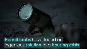 666K views · 2.9K reactions | Next time you go beach-combing, remember a crab might need that shell to live in! UK Fans  Thailand: Earth's Tropical Paradise starts 1 January BBC Two 9pm | BBC Earth | Facebook