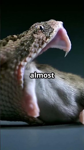 How Snakes Digest Their Prey: A Slithery Science! #snakes #prey #anaconda #wildlife #jungle #forrest