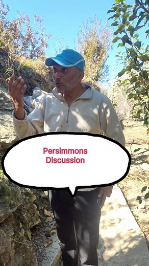 #RMS_BAKHOL #Sanjeev_ji #Persimmons_Tips . . . ... . . #rmsbakhol #persimmonfruit #persimmontree #kotkhai #fruits #shimla #manalidiaries #kullumanali #dailyvlog #facebookviral #JammuAndKashmir #10_year_rootstock_plant_experience_and_tips_for_us #highdensityfarming #Scionwood #kashmirvalley #highlight #rohru #TheOGs #viralreelschallenge #followme #highlightseveryone #highlights2025 #followersシ゚ | Ämït Thäkür