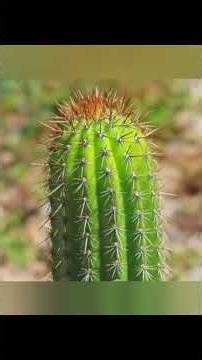 🌵5 Curiozități Despre Cactuși 🌵