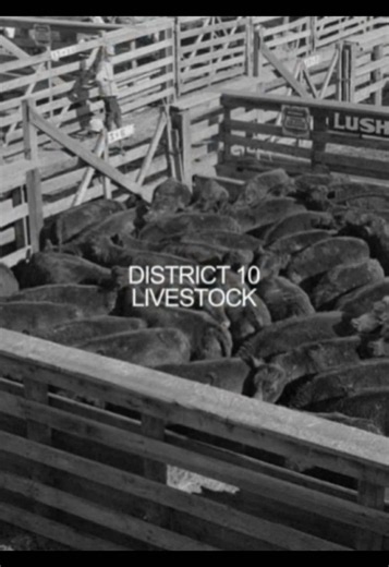 #thg || mexican district 10 you are so real to me District 10 was a place with more freedom then other districts. it didn’t have much residents which gave people the ability to enjoy the nature and warm climate it had. Most people had indigenous mesoamerican roots from long before the area got the number 10. The people of district 10 were religious and celebrated día de los muertos. Many lived untill old because of the good diet compared to other districts but whether you did or didn’t the livin
