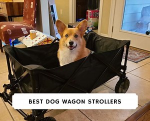 The 6 Best Dog Wagon Strollers! - We Love Doodles