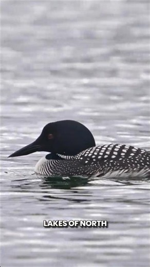 Meet North America's Lake Legend ❤️ #Loon #birds