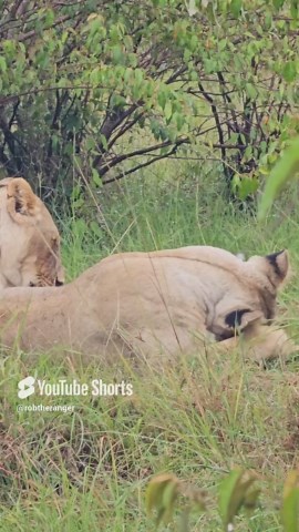 Incredible Wildlife Sightings: Maasai Mara Unfolds Surprises