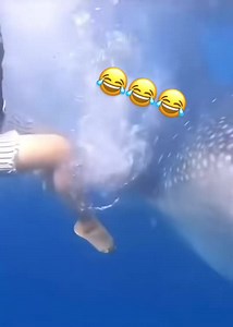 663K views · 10K reactions | OMG | Natural World | Facebook