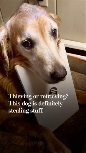 Thieving or retrieving? This dog is definitely stealing stuff.