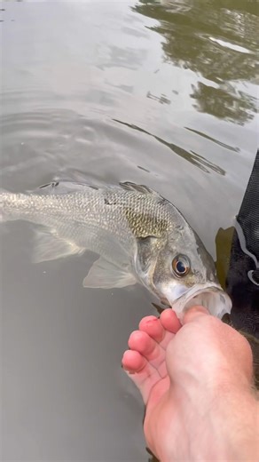 BIG AUSSIE BASS BACK TO THE WATER! #fishing #freshwaterfish #bassfishing #bass #fish