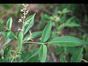 Nochi leaf benefits [நொச்சி] & Ancient Steam inhalation method for nose block & headache