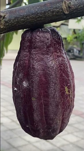 How does a cocoa tree grow and what's inside the cocoa bean? 👀🍫🍩