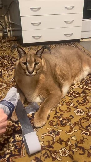 Big Floppa / Большой Шлёпа on Instagram: "Gosha listening so closely 🥹."