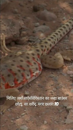 Jumping Mouse Like a Kangaroo? Meet the Desert Jerboa! | 🐭 #rat #animals