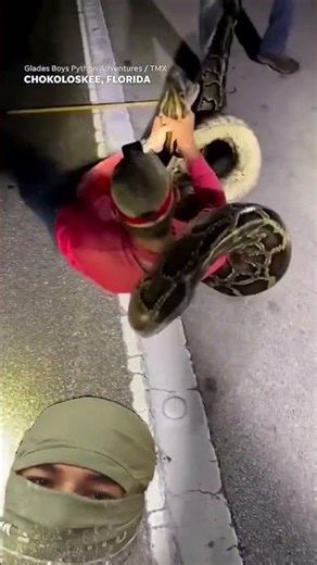 python hunters wrestle 25-food-long record snake #shorts #viral #funny