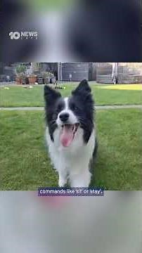 How 'Gifted' Dogs Can Learn New Words From Their Owners | 10 News