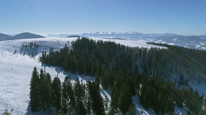 Green pine trees in a snow covered mountain - Free Stock Video