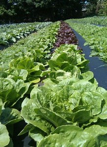 Sharing the Bounty: CSA Farms on the Rise