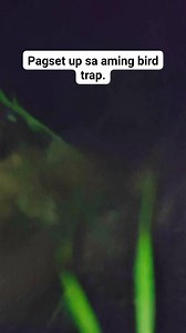 58K views · 721 reactions | Panghuhuli sa gabi kung aming tawagin ay "TAGA". Linggwaheng ilocano. Pest control master. #fypシ゚viralシfypシ゚ #viralreelsfacebook #viralreelschallenge #trendingreels #trendingreelsvideo #fypシ #PestControlMaster #viralvideochallenge #entertainment #goodvibes @topfans Rain Steward | Rain Steward | Facebook