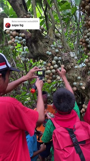 Membalas @aufaa2024 berpetualang mencari buah langkah bersama si bolang trans 7 #petualanganalamindonesia #petualangan #fyp #fypシ #buahhutan #berpetualang #menjelajahhutan #bolang #buahlangkahdiindonesia