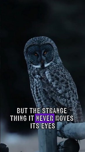 The Owl’s Deadly Secrets Revealed