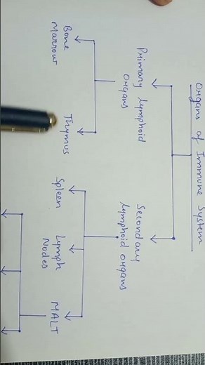 organs of our immune system #immunology #microbiology #csirnet