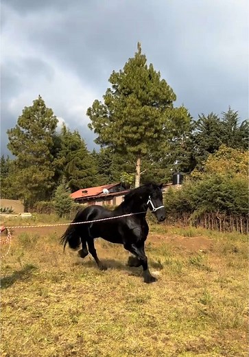 #friesian #caballos #frisones #caballosbailadores #potros #charreria | Caballos Bailadores
