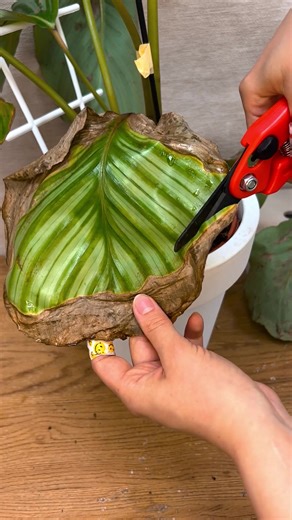 How to become a green thumb? This Plant Care App knows the answer!🌱 | PlantIn AI: Never Kill Your Plants