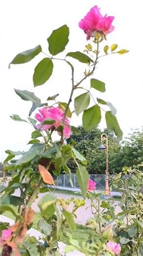 English Rose Garden: Beautiful Pink Roses & White Bougainvillea ✨🌹 | #Shorts