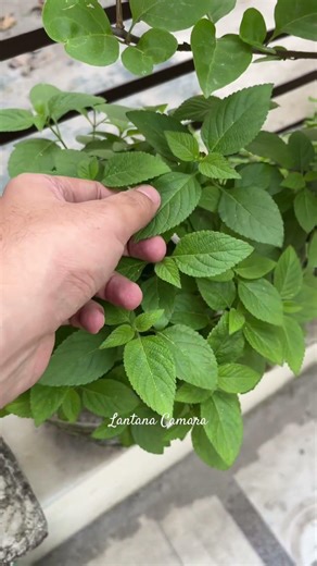 Lantana Camara: Growing Lantana plant in pots at home. #lantanacamara #lantanaplant #lantanacaretips