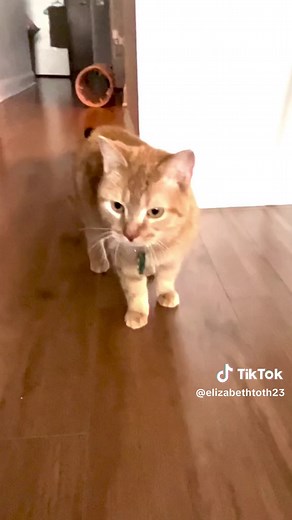 Exploring Cala's Different Personalities