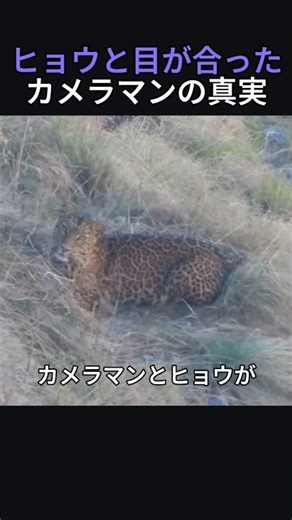 ヒョウと目が合ったカメラマンの真実