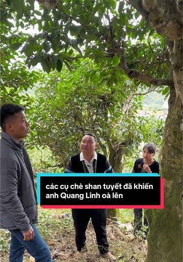 Cây Chè Shan Tuyết 300 Năm Tuổi Gây Sốc