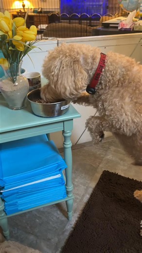 We are heartbroken to share that Mulligan passed peacefully in the loving arms of his mom and dad exactly one week ago. 💔 Mulligan was one of our longtime Short Term Care pups, and we’ve had the privilege of caring for him since 2013. Over the years, he truly became part of our family. When we say we treat our Short Term Care guests like family, we mean it.. and we feel that same deep ache of loss right alongside his parents. Mulligan wasn’t just a visitor; he was an unofficial resident and a c