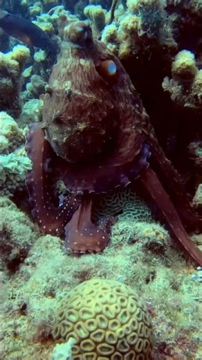 The Octopus That Uses Tools #facts